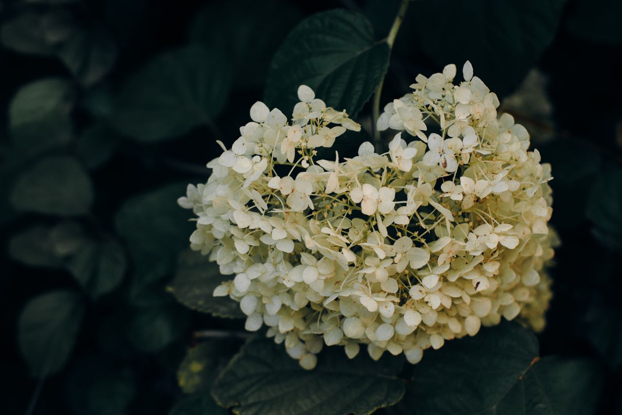 A detailed view of white hydrangea flowers against a lush green background outdoors.