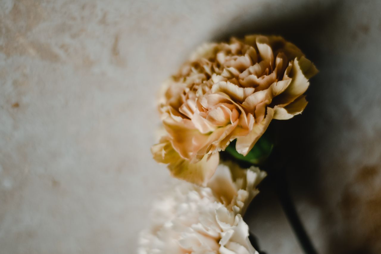 Close-up of delicate carnation flowers with soft hues on a textured background, showcasing natural beauty.