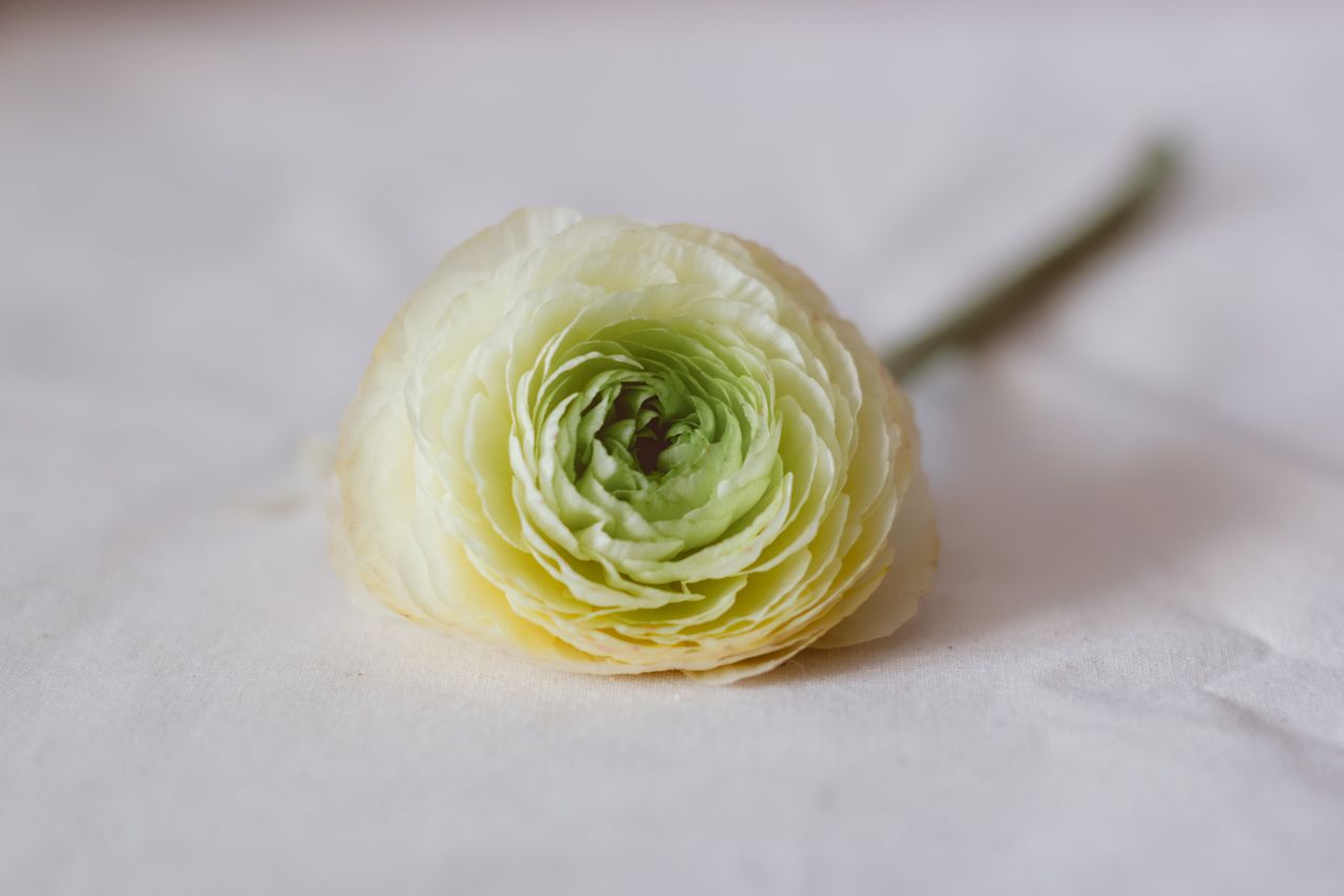 A delicate cream ranunculus flower captured in close-up on a soft, light background.
