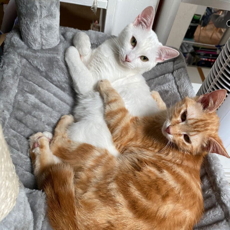 loki&nemo